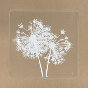 Dandelion Clocks - White