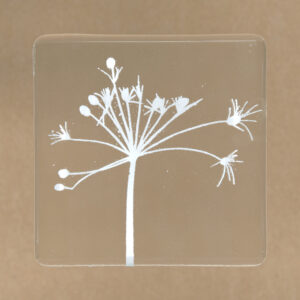 Cow Parsley - White