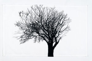 Walnut Tree